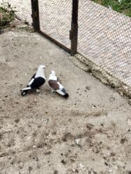 попугай жако купить в баку: Başlıq: Hünkari satilir və adi göyərçin istəyən olsa vatsap ilə — 2