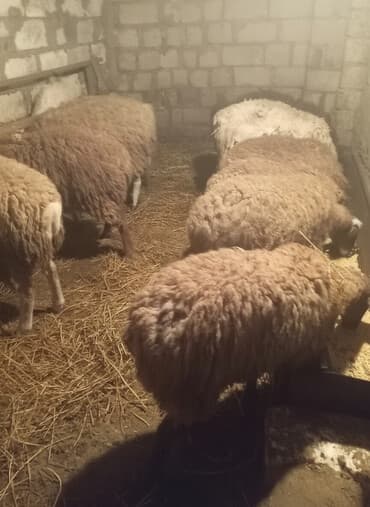 Quzu satilir bərdədi - Növ: yerli/qarışıq cins ət‑yunu istiqamətli — 1