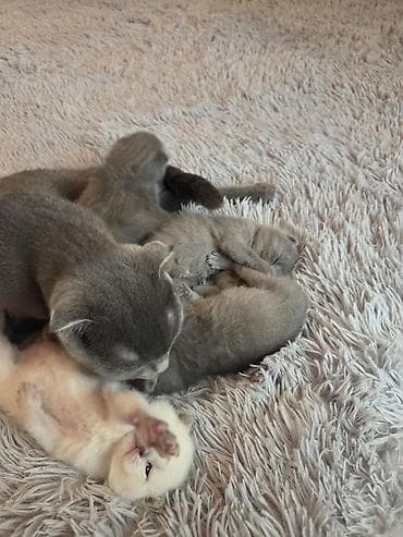 super alabay kl: Şotland — 1