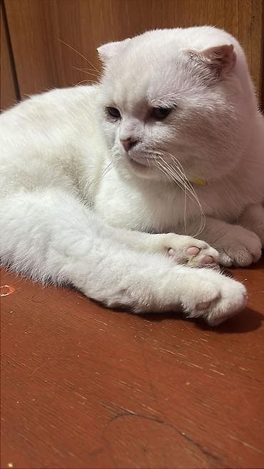 Şotland yastı qulaq, Erkək, Ödənişli çatdırılma