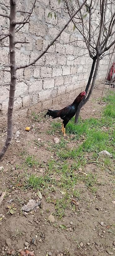 dəniz donuz: Cinsi: Uzunboyun, atletik quruluşlu döyüş tipli xoruz (gamefowl — 6