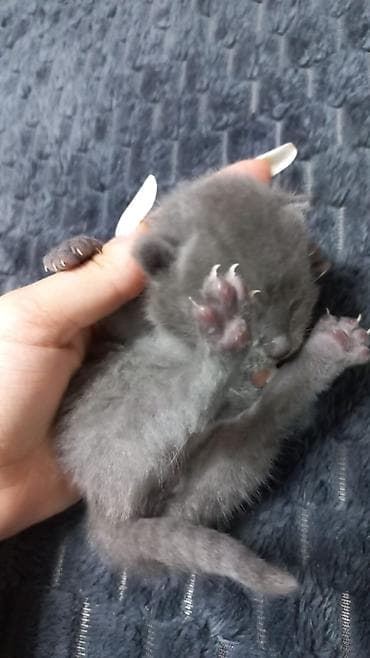 balaca itlerin satisi: Şotland yastı qulaq — 5