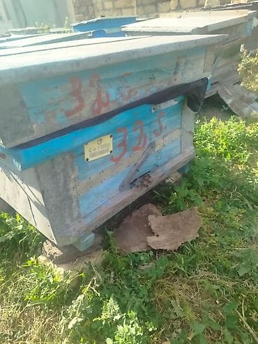 halep kecisi satilir: 40-a yaxın arı ailəsi satılır. Qiymət razılaşma yolu ilə müəyyən — 1