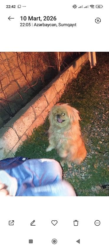 volkodav itleri: Pekines, 1 il, Dişi, Peyvəndli, Ünvandan götürmə — 4