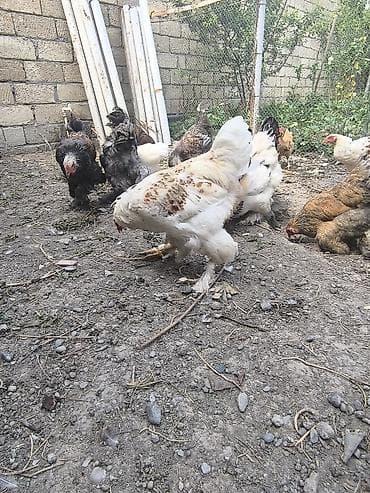 setter it cinsi: Satılır: lələkli ayaqlı yerli toyuq-xoruzlar (Brahma tipli) — 10