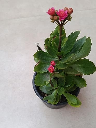 - Otaq bitkisi: Kalanxoe 8 AZN satılır - Çiçək rəngi: canlı çəhrayı