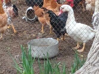 Inəklər, öküzlər: 9aylıq xoruzlar satılır — 7