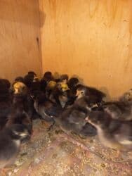 cuce dami: Toyuq, Yumurtalıq, Ünvandan götürmə — 1