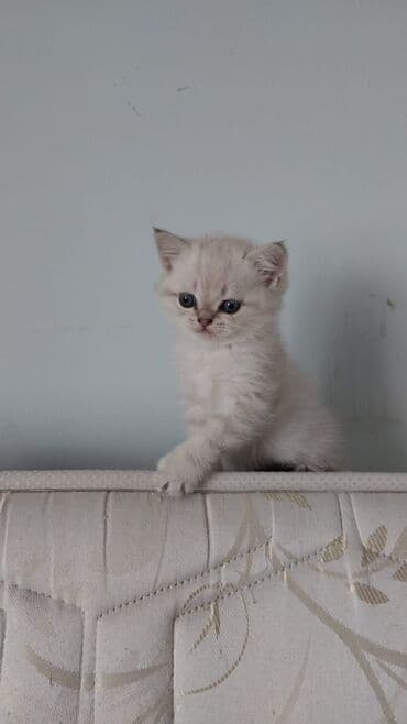 вислоухий кот цена: Шотладская вислоухая, В добрые руки — 8