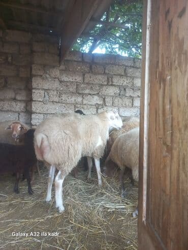 hinduşqa balası: Qoç satılır .buynuzlu qoç 650 manata beyləqan 1000 manat sonudu.qoyun — 2