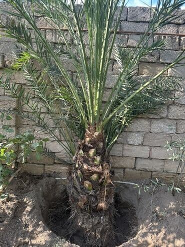 zoğal ağacı: ) finiskiy dekorativ palma 1ededir - Növ: Phoenix dactylifera – — 4