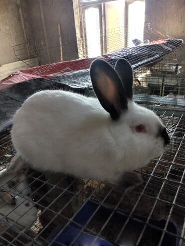 dovşan balalari: Salam təmiz qan Şəkildəki Kalfornya sort dovşan balaları və Burqun — 6