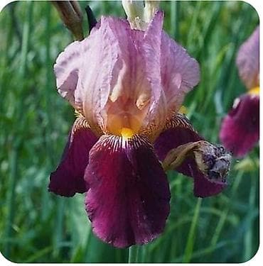zire bitkisi: İki rəngli iri çiçəkləri olan iris (xəzər süsəni) növü - Rəng: Üst — 1