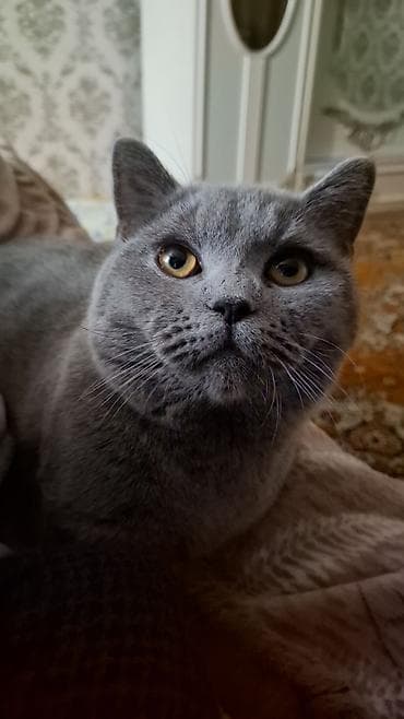 pişikler: Britan, Erkək, Yaxşı əllərə, Pulsuz çatdırılma — 3