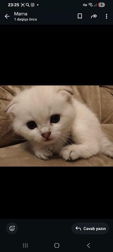 heyvan cantasi: Şotland yastı qulaq, Dişi, Yaxşı əllərə, Ünvandan götürmə — 1