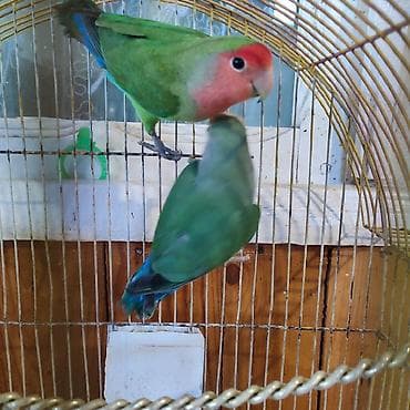 deniz donuzcugu: Agapornis cütləri – rəngli sevda papuqayları Cütü 80₼. 2 cütdür, 1cüt — 5