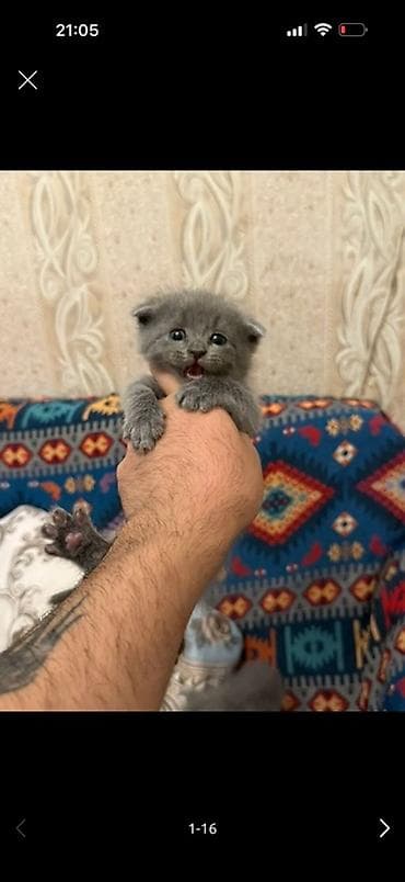 Шотландская — 5