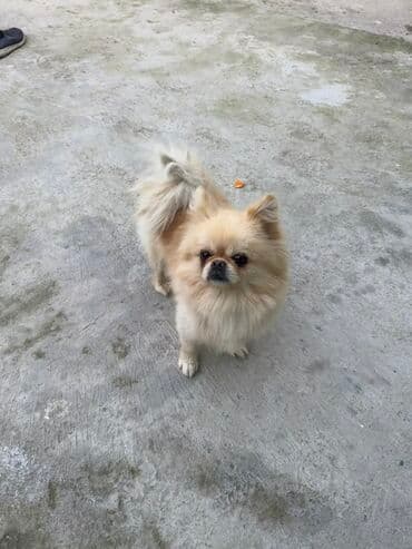 Şpitz, Erkek lalafo.az -da — 3 Şpitz, Erkek — 3