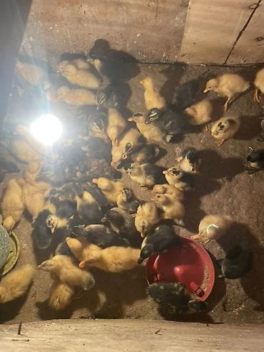 cüce: Ördək cücələri, Damazlıq — 2