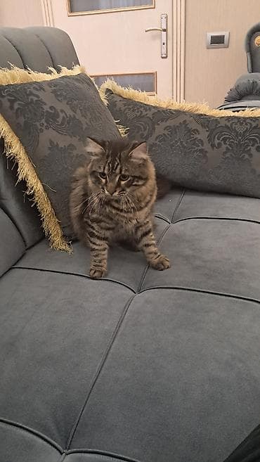 meyn: Meyn-kun, Erkək — 1