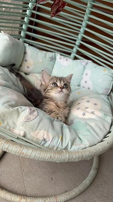 heyvan: 🐾 Sağlam və Gözəl Cins Pişik Balaları Satılır! 🐾 Evinizə sevinc — 8