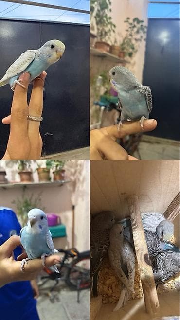 quş: 5 ədəd sağlam baladı 3 maya 2 erkək 1 hefdeye geder yeme düşerler öz — 1