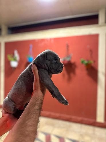 saf su: Kane-Korso, 1 ay, Erkek, Peyvəndli, Pulsuz çatdırılma — 2