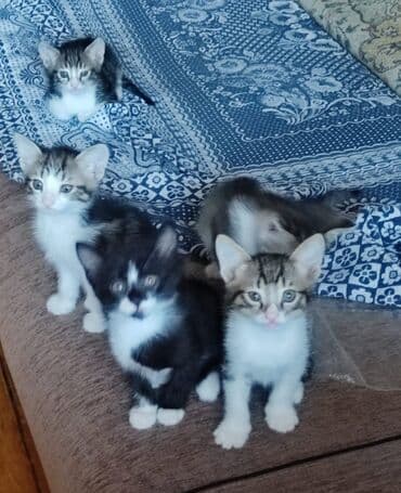 sarı pişik: Erkək, Yaxşı əllərə — 10