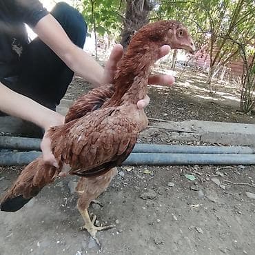 heyvan yemlərinin satışı: (Birincisi.Masallah)Allahin salamı olsun,Heyvan tecili satılır fərqdir — 2