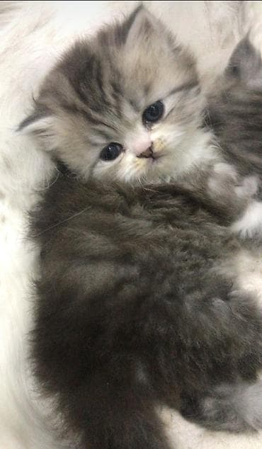 satılan pişiklər: Şinşilla, Erkək, Dişi — 2