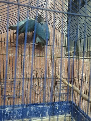 it satisi baki: Popugay mayadi fişer — 2