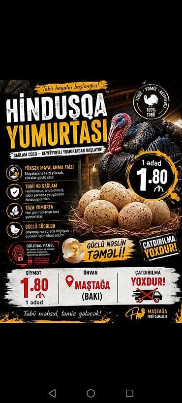 Hinduşqa Kanada broze yumurtası Qiymət 1.80 Ünvan maşdaqa Tam