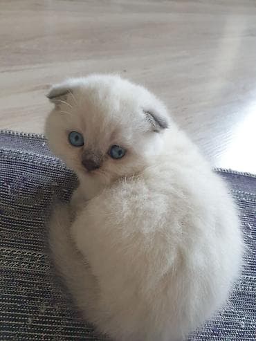 Heyvanlar: Britan — 4