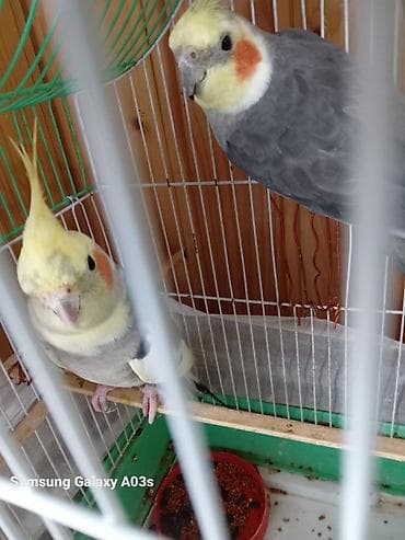 pomeranian satilir: 2 ədəd korella satılır! dişi erkək,heçbir xəsdəlikləri yoxdur,qəfəs — 7