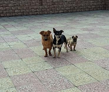 rottweiler satisi: Təmiz zvanok ailəsi satılır. Super saglam itlərdi. Bala 60 günlükdü — 1