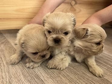 xaski balası: Pekines, 1 ay, Dişi — 2
