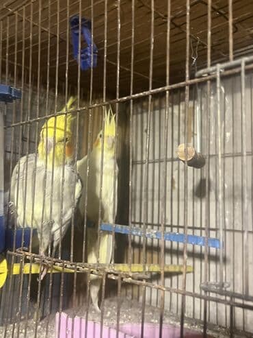 vəhşi pişik adları: Sağlam dişi və erkək papuqaylardı qəfəs yuva və qəfəsin içindəki — 2