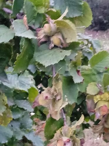 Məhsul: Fındıq bağından təzə fındıq (Corylus avellana) Təsvir: - — 4
