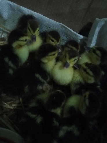 Lal ördək balası 4 günlük