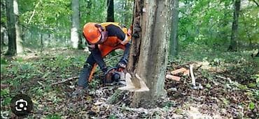 su filteri ustasi: Ağac kesmek budamaq işləri görülür.🪚 Kotukleri səliqəli dogramaq qol — 4