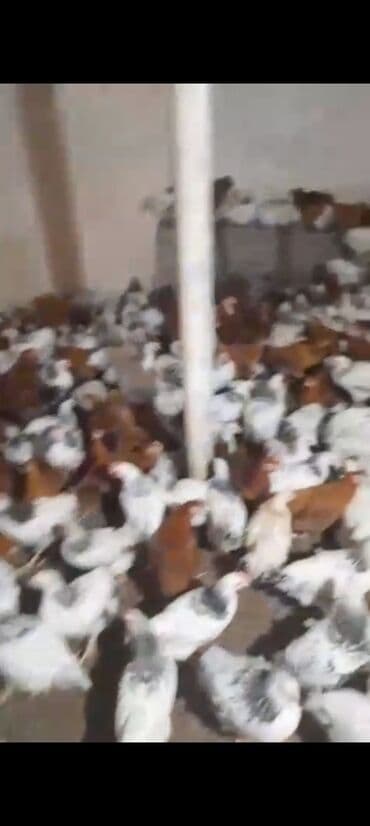 клетки для бойцовых петухов: Куриные цыплята, Для мяса — 5