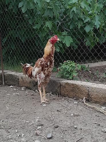 afkalka iti kim satır: Heyrati hundur xoruz 1 yasi var — 5