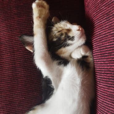 ağ qara pişik: Yaxşı əllərə — 1