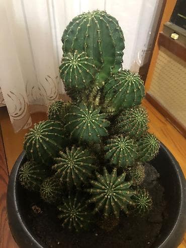 высокий кактус: Echinopsis (Kirpi kaktus) – çoxlu pöhrəli, iri ölçülü dekorativ kaktus — 1