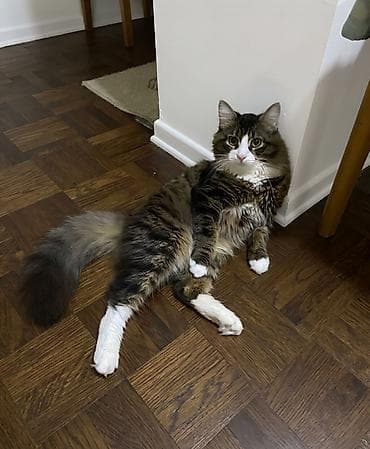 Erkək, Yaxşı əllərə