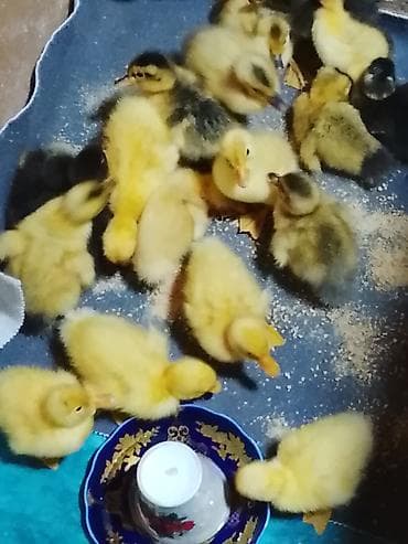 Ördək balaları Pekin - Növ: ev ördəyi balaları (sarı və qarayalı