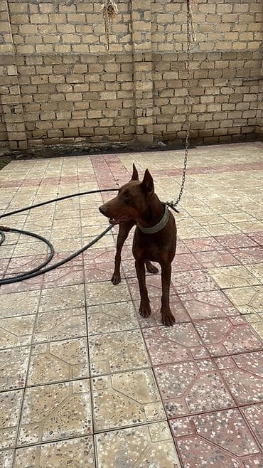 hamster satisi: Doberman, 1 il, Erkek, Peyvəndli, Ünvandan götürmə — 2