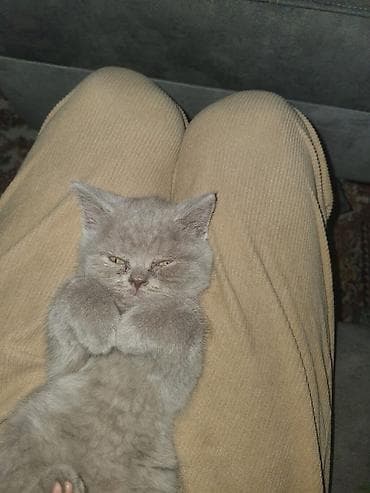 bala haski: Britan — 4