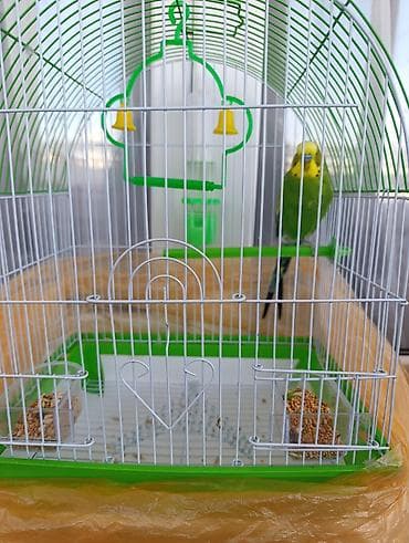 heyvanlar ucun mallar: Bir ədəd erkək papuqay + qəfəs təzədir bütün aksesuarları ilə birlikdə — 1