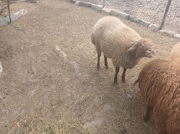cins ineklerin satisi 2018: Qoyunlar – yerli ətlik/yunluq sürü - Şəkillərdə bir neçə baş yerli — 9
